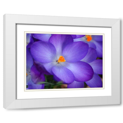 Purple Crocus Flowers White Modern Wood Framed Art Print with Double Matting by Miller, Anna