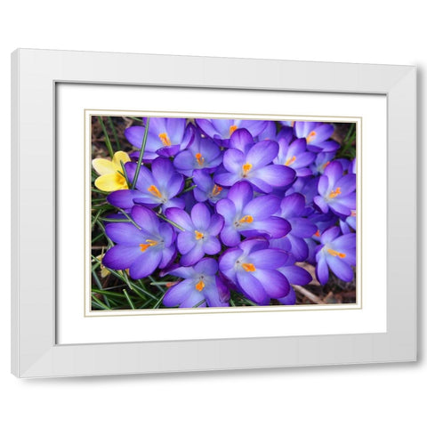 Purple Crocus Flowers White Modern Wood Framed Art Print with Double Matting by Miller, Anna