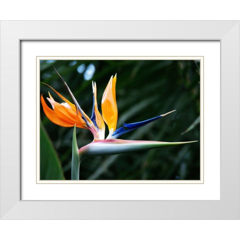 Bird Of Paradise Bloom White Modern Wood Framed Art Print with Double Matting by Miller, Anna