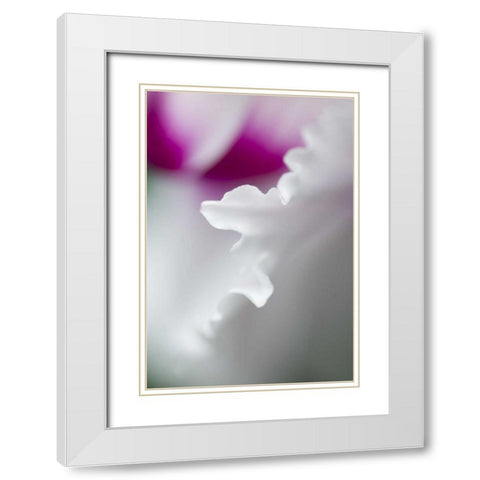Cyclamen flower close-up White Modern Wood Framed Art Print with Double Matting by Rotenberg, Nancy