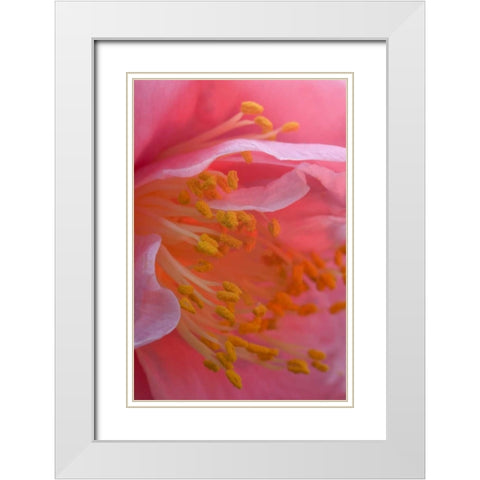 Camellia flower close-up White Modern Wood Framed Art Print with Double Matting by Rotenberg, Nancy