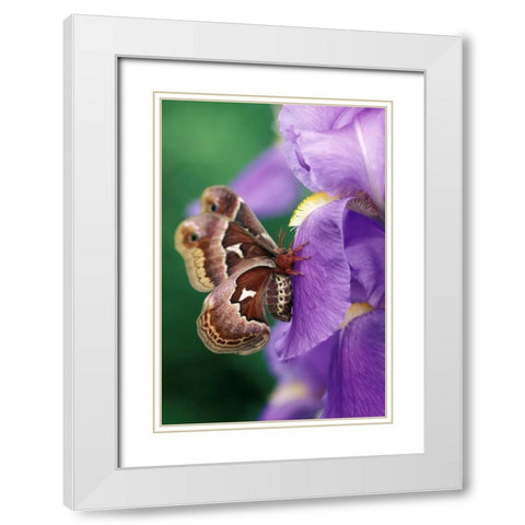 Cecropia Moth on Iris in Garden White Modern Wood Framed Art Print with Double Matting by Rotenberg, Nancy