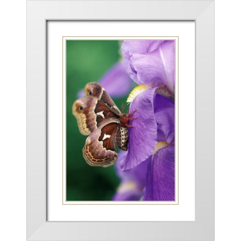 Cecropia Moth on Iris in Garden White Modern Wood Framed Art Print with Double Matting by Rotenberg, Nancy