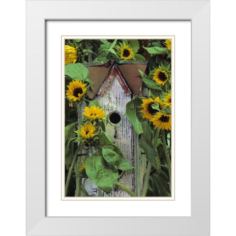 Birdhouse and Sunflowers in garden White Modern Wood Framed Art Print with Double Matting by Rotenberg, Nancy