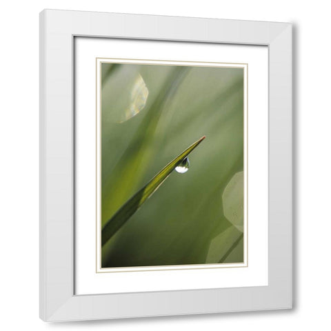 Blade of Grass with Dewdrop White Modern Wood Framed Art Print with Double Matting by Rotenberg, Nancy