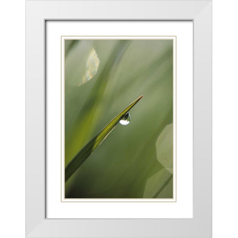 Blade of Grass with Dewdrop White Modern Wood Framed Art Print with Double Matting by Rotenberg, Nancy