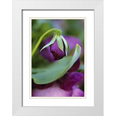 Close-up of bud opening in spring White Modern Wood Framed Art Print with Double Matting by Rotenberg, Nancy