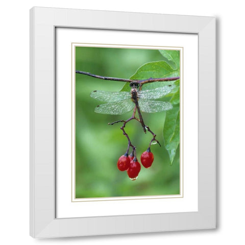 Dragonfly on Branch White Modern Wood Framed Art Print with Double Matting by Rotenberg, Nancy