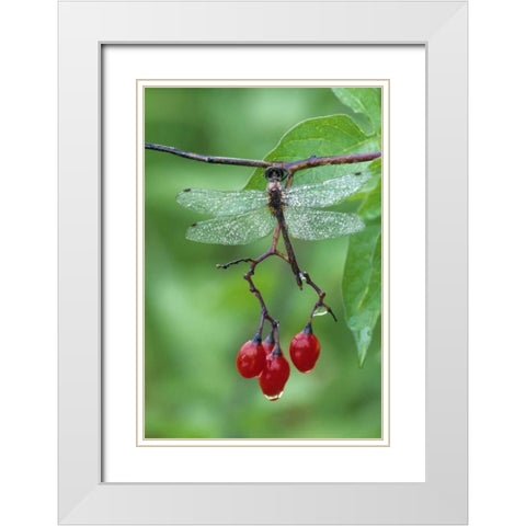 Dragonfly on Branch White Modern Wood Framed Art Print with Double Matting by Rotenberg, Nancy
