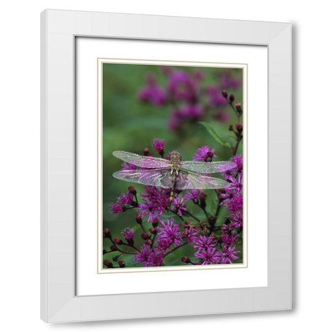 Dragonfly on Joe-Pye weed White Modern Wood Framed Art Print with Double Matting by Rotenberg, Nancy