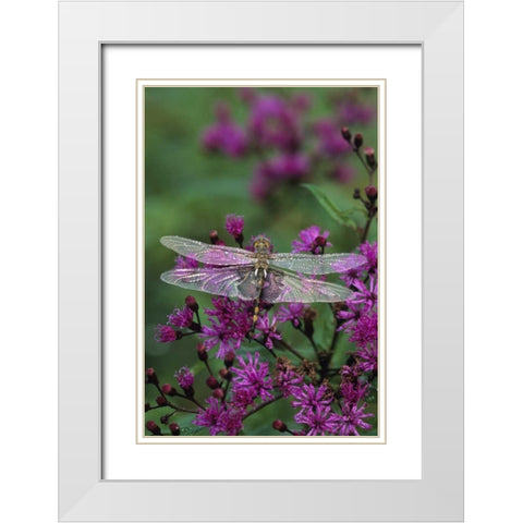 Dragonfly on Joe-Pye weed White Modern Wood Framed Art Print with Double Matting by Rotenberg, Nancy