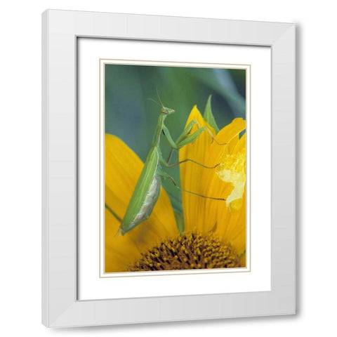 Female praying mantis with egg sac on sunflower White Modern Wood Framed Art Print with Double Matting by Rotenberg, Nancy