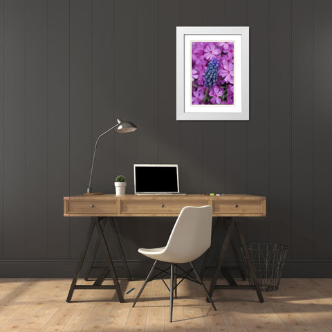Grape Hyacinth in Phlox in garden White Modern Wood Framed Art Print with Double Matting by Rotenberg, Nancy