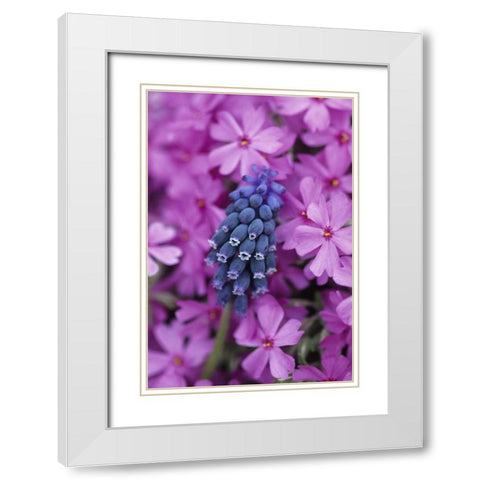 Grape Hyacinth in Phlox in garden White Modern Wood Framed Art Print with Double Matting by Rotenberg, Nancy