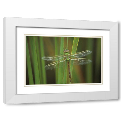 Green Darner dragonfly on Reeds White Modern Wood Framed Art Print with Double Matting by Rotenberg, Nancy
