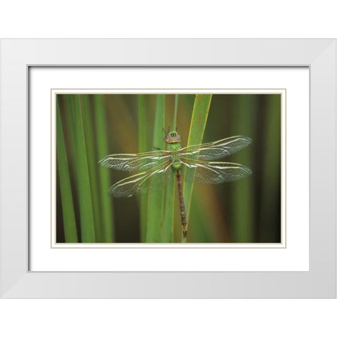 Green Darner dragonfly on Reeds White Modern Wood Framed Art Print with Double Matting by Rotenberg, Nancy