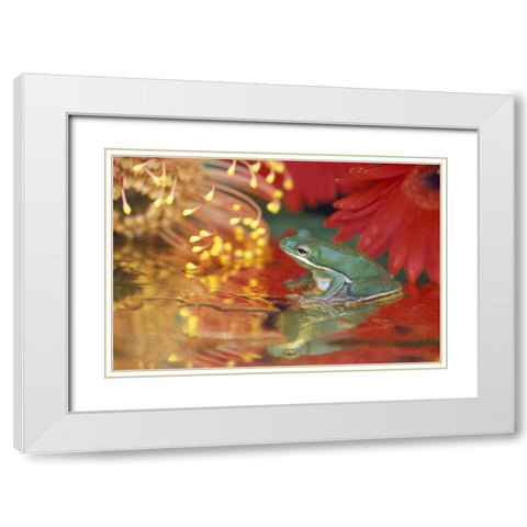 Frog and reflections among flowers White Modern Wood Framed Art Print with Double Matting by Rotenberg, Nancy