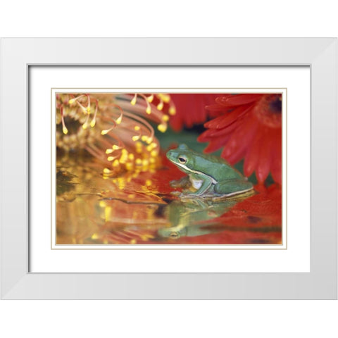 Frog and reflections among flowers White Modern Wood Framed Art Print with Double Matting by Rotenberg, Nancy