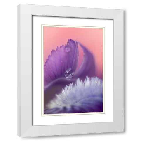 Iris Petal Close-up White Modern Wood Framed Art Print with Double Matting by Rotenberg, Nancy