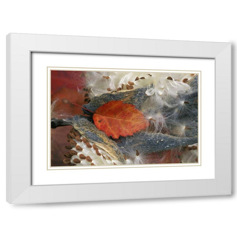Autumn Leaf in Milkweed White Modern Wood Framed Art Print with Double Matting by Rotenberg, Nancy