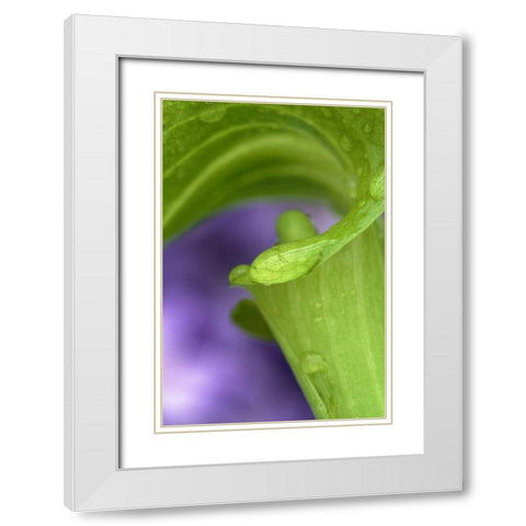 Of Jack-in-the-Pulpit with violet background White Modern Wood Framed Art Print with Double Matting by Rotenberg, Nancy