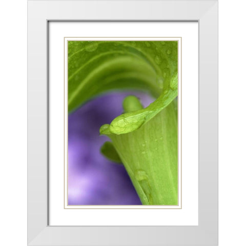 Of Jack-in-the-Pulpit with violet background White Modern Wood Framed Art Print with Double Matting by Rotenberg, Nancy