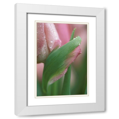 Pink tulip close-up, in garden White Modern Wood Framed Art Print with Double Matting by Rotenberg, Nancy