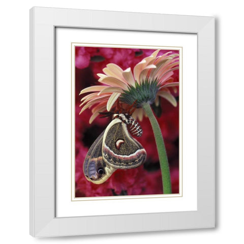 Cecropia on gerbera, pink azalea background White Modern Wood Framed Art Print with Double Matting by Rotenberg, Nancy