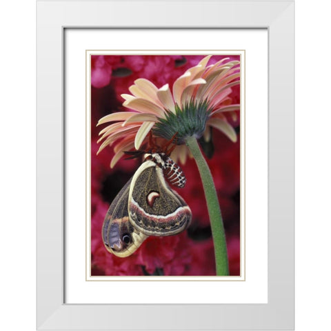 Cecropia on gerbera, pink azalea background White Modern Wood Framed Art Print with Double Matting by Rotenberg, Nancy