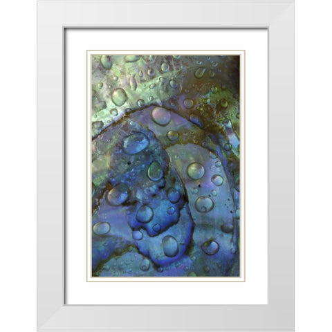 Abalone shell with water drops White Modern Wood Framed Art Print with Double Matting by Rotenberg, Nancy
