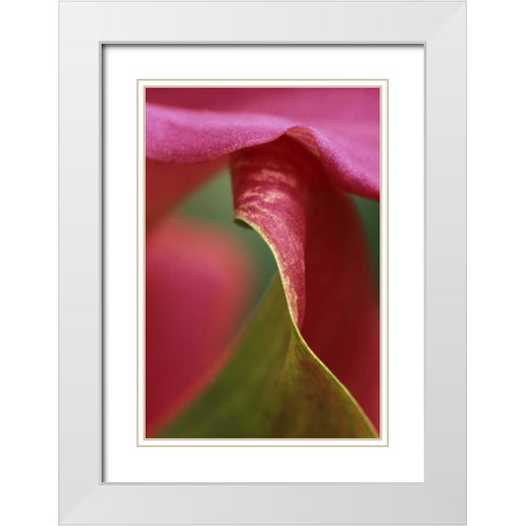 Pink calla lily, close-up White Modern Wood Framed Art Print with Double Matting by Rotenberg, Nancy