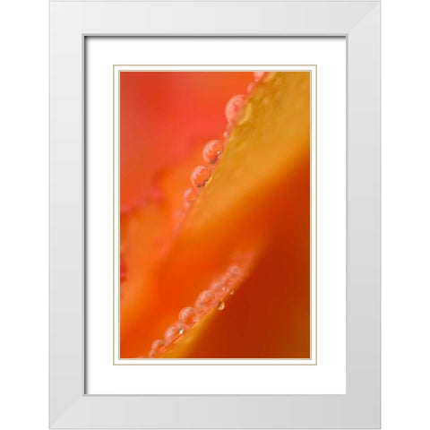 Petals with dew drops close-up White Modern Wood Framed Art Print with Double Matting by Rotenberg, Nancy