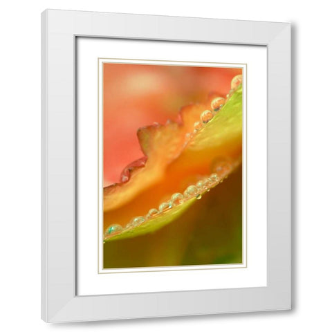Flower petals with dew White Modern Wood Framed Art Print with Double Matting by Rotenberg, Nancy