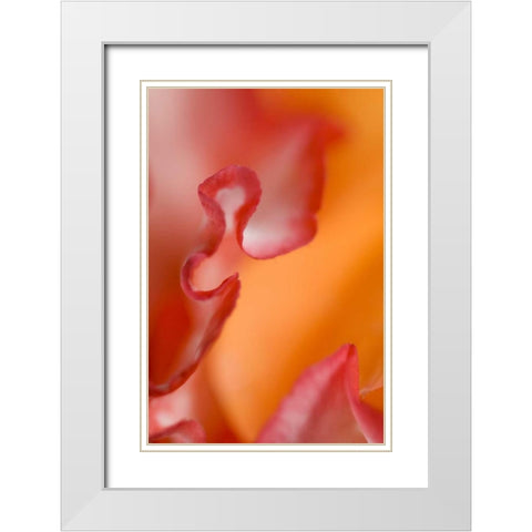 Flower petal edges White Modern Wood Framed Art Print with Double Matting by Rotenberg, Nancy