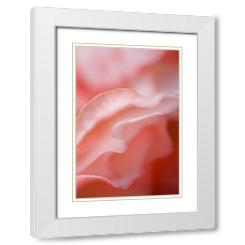 Flower petal edges White Modern Wood Framed Art Print with Double Matting by Rotenberg, Nancy