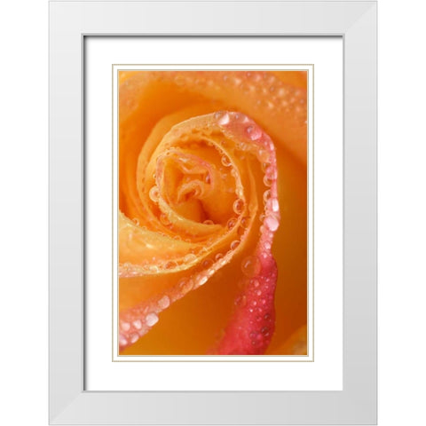 Rose close-up with dew White Modern Wood Framed Art Print with Double Matting by Rotenberg, Nancy