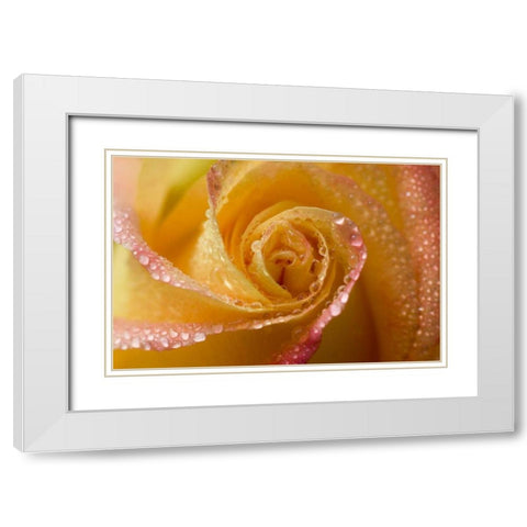 Rose close-up with dew White Modern Wood Framed Art Print with Double Matting by Rotenberg, Nancy