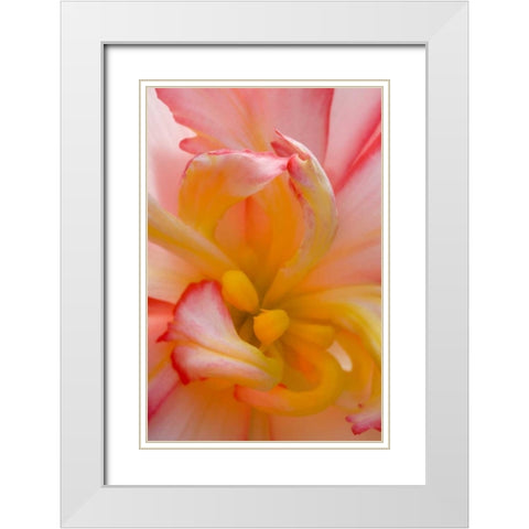 Begonia close-up pattern White Modern Wood Framed Art Print with Double Matting by Rotenberg, Nancy