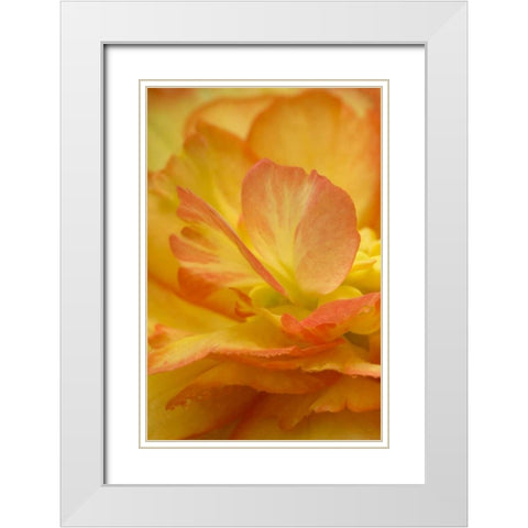 Begonia close-up White Modern Wood Framed Art Print with Double Matting by Rotenberg, Nancy