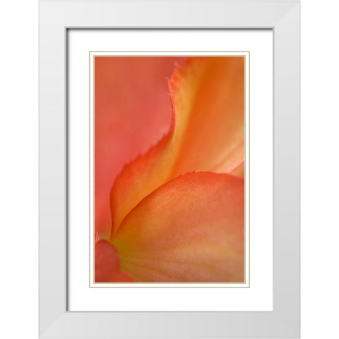 Begonia Petal Close-up White Modern Wood Framed Art Print with Double Matting by Rotenberg, Nancy
