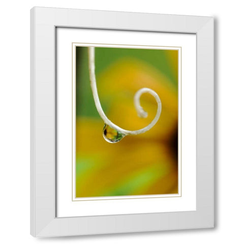 Rain drop with flower reflected White Modern Wood Framed Art Print with Double Matting by Rotenberg, Nancy