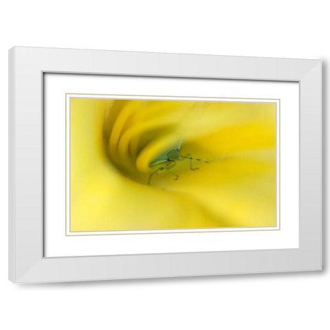 Shield Bug in Lily White Modern Wood Framed Art Print with Double Matting by Rotenberg, Nancy
