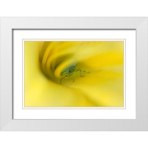 Shield Bug in Lily White Modern Wood Framed Art Print with Double Matting by Rotenberg, Nancy