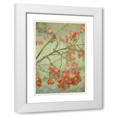 Pentstemon flower behind glass White Modern Wood Framed Art Print with Double Matting by Rotenberg, Nancy