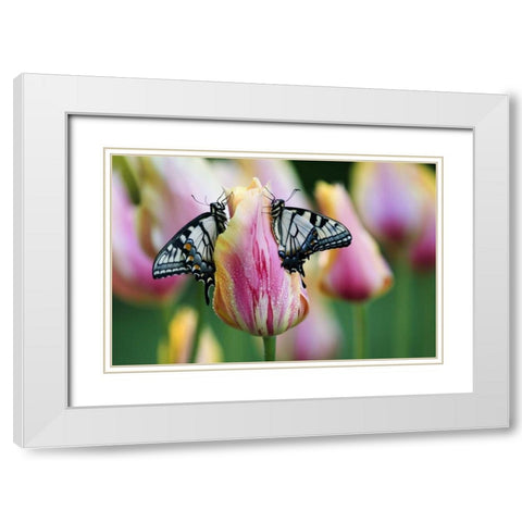 Two Eastern Tiger Swallowtail Butterfly on Tulip White Modern Wood Framed Art Print with Double Matting by Rotenberg, Nancy