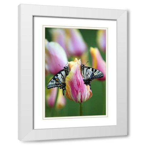 Swallowtail Butterflies on Tulip in the Morning White Modern Wood Framed Art Print with Double Matting by Rotenberg, Nancy