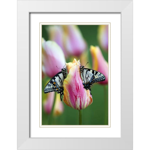Swallowtail Butterflies on Tulip in the Morning White Modern Wood Framed Art Print with Double Matting by Rotenberg, Nancy