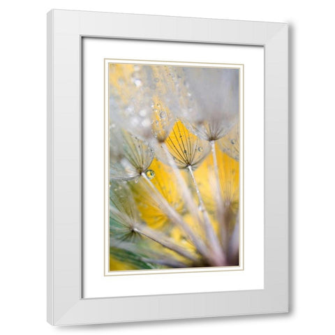 Seedhead with Raindrops White Modern Wood Framed Art Print with Double Matting by Rotenberg, Nancy