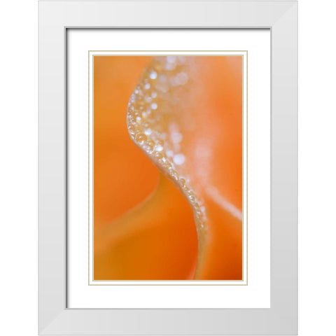 Abstract flower close-up White Modern Wood Framed Art Print with Double Matting by Rotenberg, Nancy