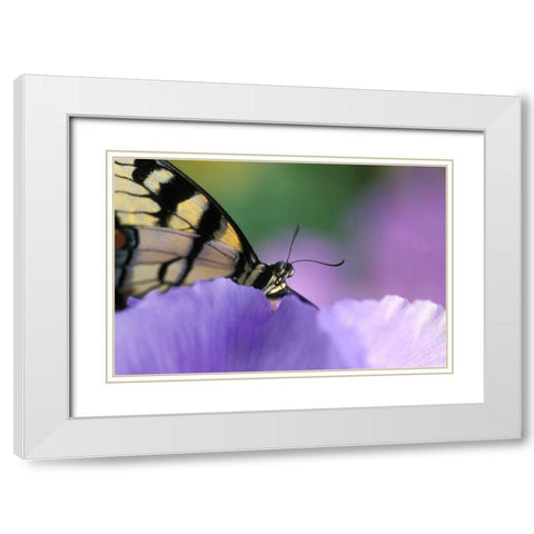 Swallowtail Butterfly on Petunia in Garden White Modern Wood Framed Art Print with Double Matting by Rotenberg, Nancy